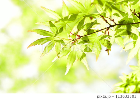 春の芽吹き 新緑 春の芽吹き 新緑 113632503