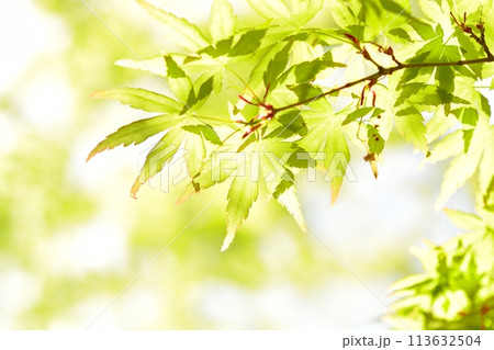 春の芽吹き 新緑 春の芽吹き 新緑 113632504