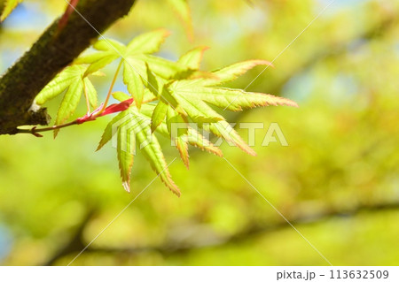 春の芽吹き　新緑 113632509