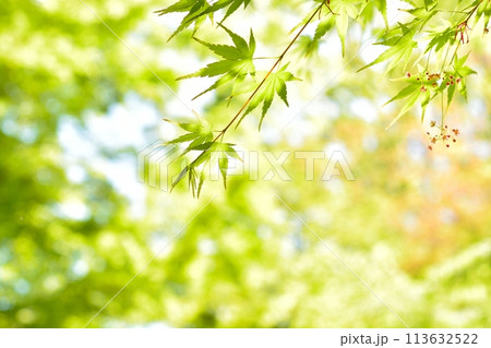 春の芽吹き 新緑 春の芽吹き 新緑 113632522