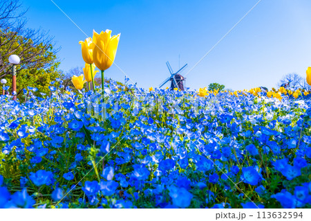 ネモフィラとチューリップと風車 113632594