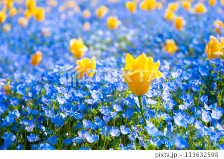 ネモフィラとチューリップ 113632598