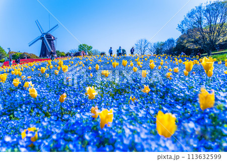 ネモフィラとチューリップと風車 113632599