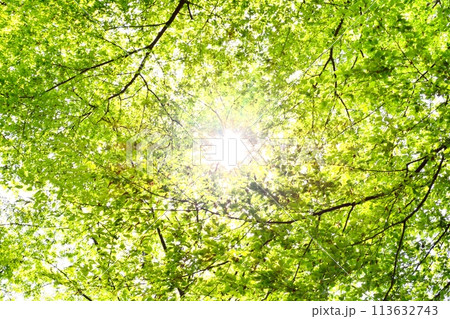 春の芽吹き 光芒と新緑 春の芽吹き 光芒と新緑 113632743