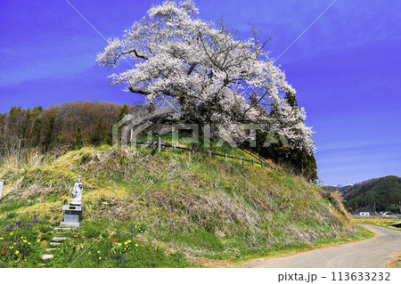発知の彼岸桜と石仏 113633232