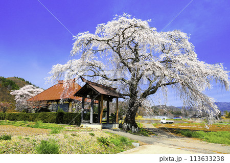 天照寺の枝垂れ桜 113633238