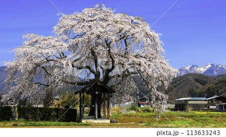 枝垂れ桜と雪山 113633243