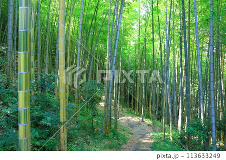 金明孟宗竹林(臼杵市) 金明孟宗竹林(臼杵市) 113633249