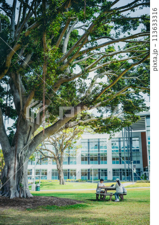 緑豊かなアメリカの大学のキャンパスで学習する学生 113633316