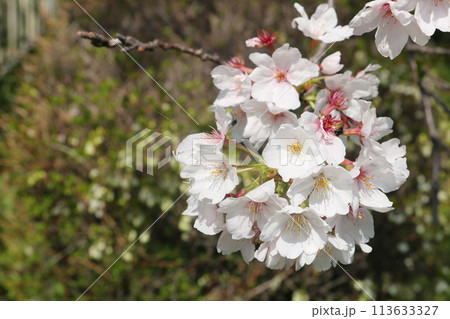 桜の花びら 桜の花びら 113633327