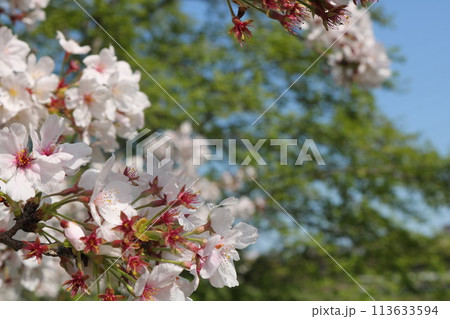 青空に映える満開の桜 113633594