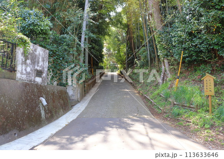 竹林のある風景(佐倉市のくらやみ坂) 竹林のある風景(佐倉市のくらやみ坂) 113633646