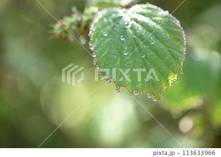 水滴とトサミズキの葉 水滴とトサミズキの葉 113633966