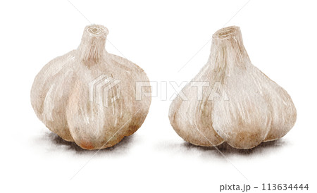 ニンニク　水彩イラスト  113634444