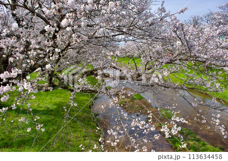 桜と緑の春の川 桜と緑の春の川 113634458