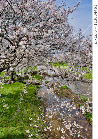 桜と緑の春の川 桜と緑の春の川 113634461