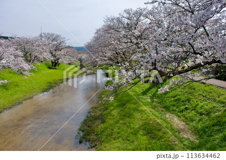 桜と緑の春の川 113634462