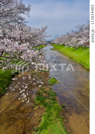 桜と緑の春の川 桜と緑の春の川 113634465
