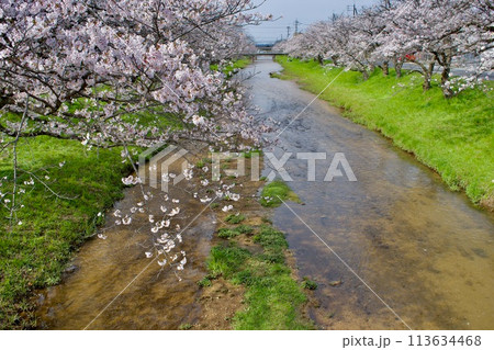 桜と緑の春の川 113634468