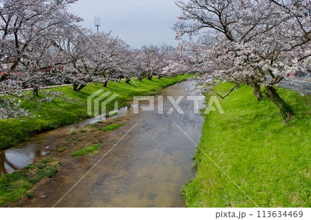 桜と緑の春の川 桜と緑の春の川 113634469