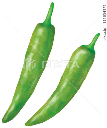シンプルな青唐辛子のイラスト 113634571