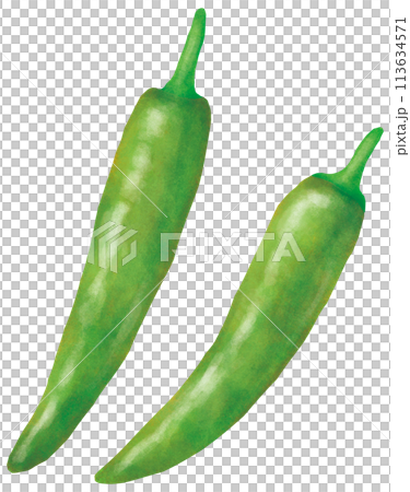 簡單的青辣椒插畫 113634571