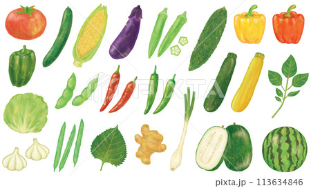 夏野菜のイラストセット 113634846