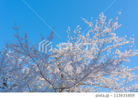 東京　千鳥ヶ淵の桜と青空 113635809