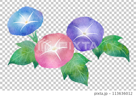 牽牛花的水彩插圖 牽牛花的水彩插圖 113636012