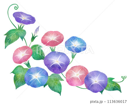 朝顔（あさがお）の水彩画イラスト 113636017