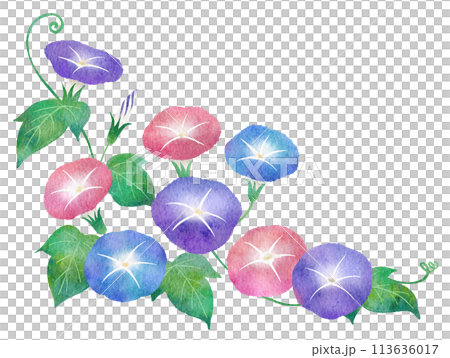 朝顔（あさがお）の水彩画イラスト 113636017