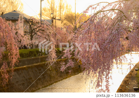 夕日に照らされる枝垂れ桜 113636136