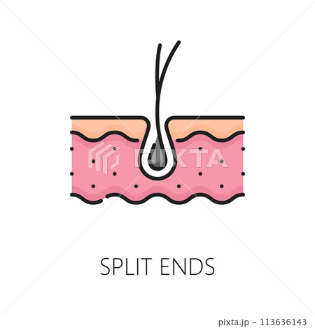 Hair care, split ends treatment linear color icon. Hair health, styling and grow outline symbol, haircare cosmetology treatment product or woman beauty cosmetics thin line vector sign or icon Hair care, split ends treatment linear color icon. Hair health, styling and grow outline symbol, haircare cosmetology treatment product or woman beauty cosmetics thin line vector sign or icon 113636143