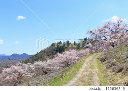 陸郷の山桜　長野県池田町 113636246