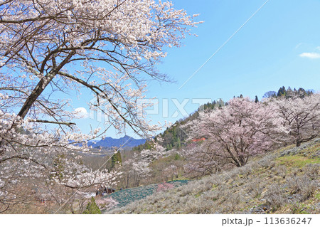 陸郷の山桜 長野県池田町 陸郷の山桜 長野県池田町 113636247