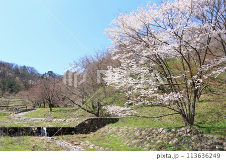 陸郷の山桜　長野県池田町 113636249