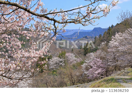 陸郷の山桜 長野県池田町 陸郷の山桜 長野県池田町 113636250