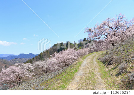 陸郷の山桜　長野県池田町 113636254