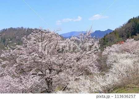 陸郷の山桜　長野県池田町 113636257
