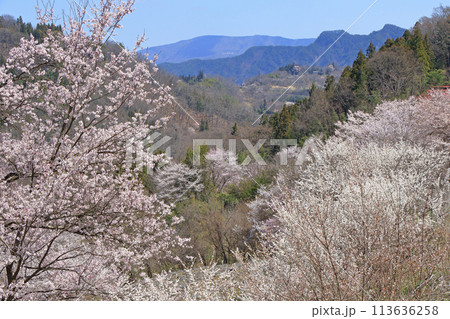 陸郷の山桜 長野県池田町 陸郷の山桜 長野県池田町 113636258
