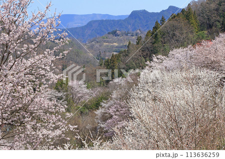 陸郷の山桜 長野県池田町 陸郷の山桜 長野県池田町 113636259