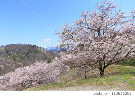 陸郷の山桜　長野県池田町 113636262