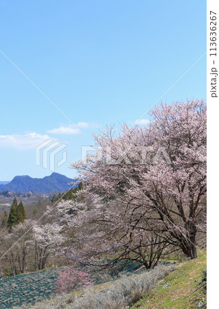 陸郷の山桜　長野県池田町 113636267