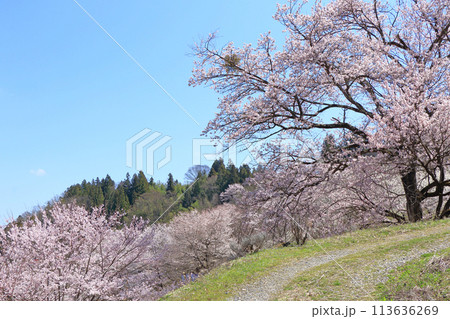 陸郷の山桜　長野県池田町 113636269