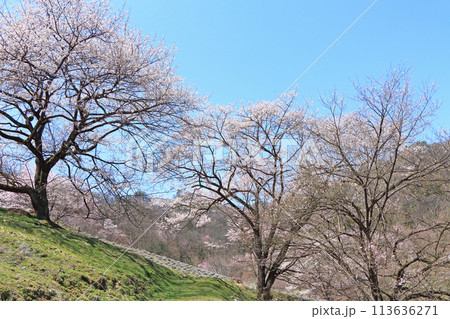陸郷の山桜　長野県池田町 113636271