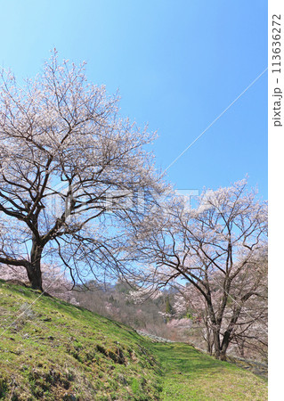 陸郷の山桜　長野県池田町 113636272