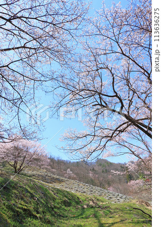 陸郷の山桜　長野県池田町 113636275