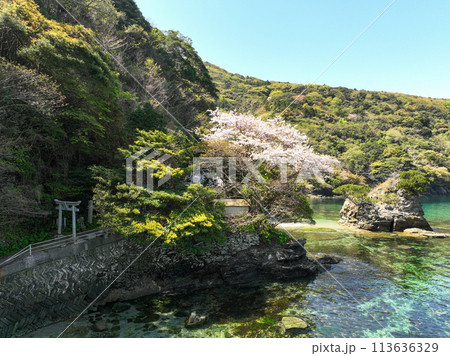 愛媛県伊方町　住吉神社の風景 113636329