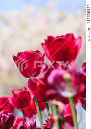 さくらとチューリップ（奈良県北葛城郡） 113636339