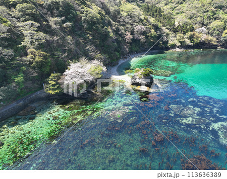 愛媛県伊方町　住吉神社の風景 113636389